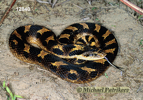 Eastern Hognose Snake (Heterodon platirhinos)